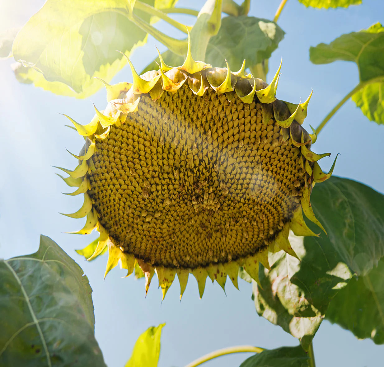 Bewondering zaaien | Zonnebloem